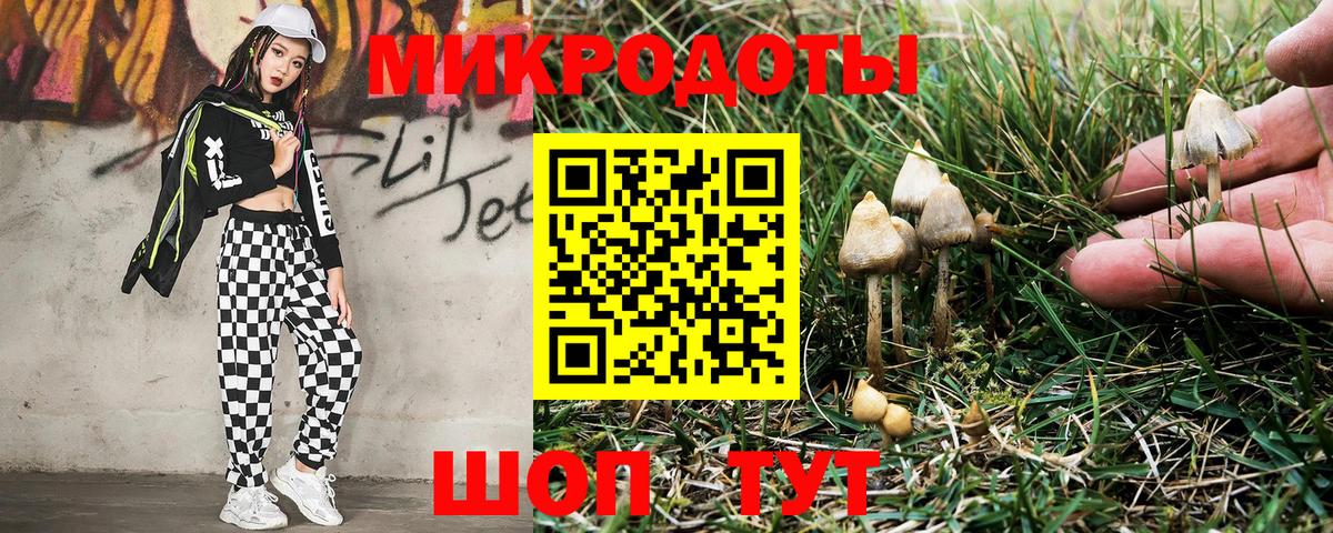 Псилоцибиновые грибы Psilocybe Уссурийск
